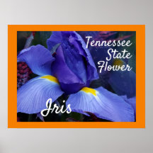 Tennessee Staat Blume TN Iris