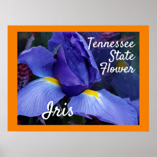 Tennessee Staat Blume TN Iris Poster