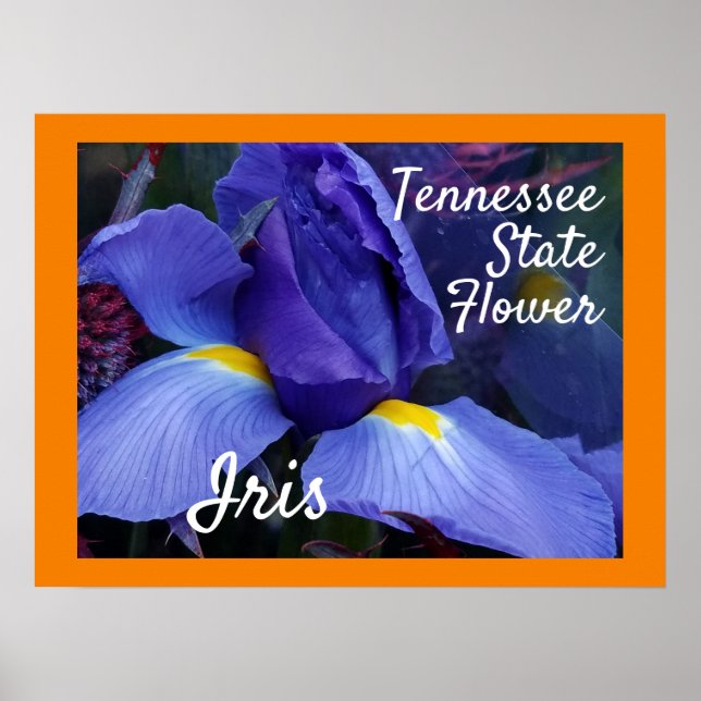 Tennessee Staat Blume TN Iris Poster (Vorne)