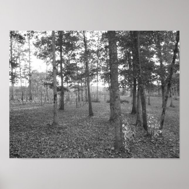 Tennessee Vineyard Poster (Vorne)