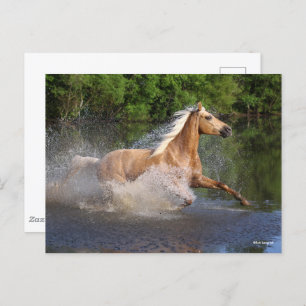 Tennessee Walker läuft durch Wasser Postkarte