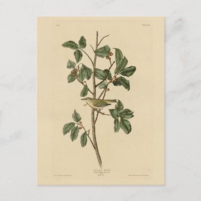 Tennessee Warbler von Audubons Vögeln in Amerika Postkarte (Vorderseite)