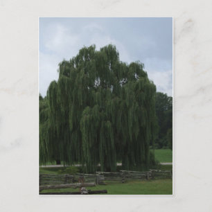 Tennessee Willow Tree Postkarte