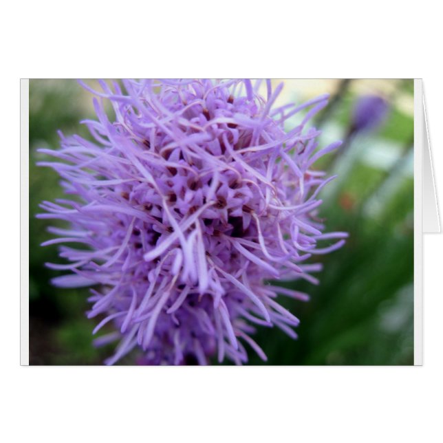 Tentacle Spider Violet Blume (Vorderseite (Horizontal))