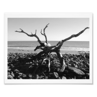 Tentakel Fotodruck