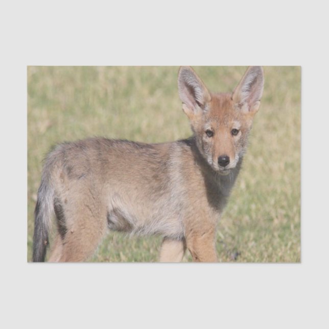 Teppichpapier Coyote Seidenpapier (Vorderseite)