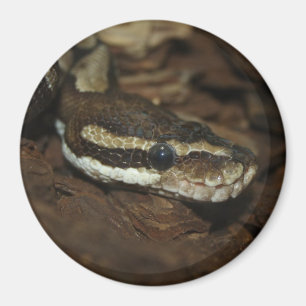 Teppichpython Magnet