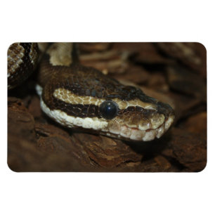 Teppichpython Magnet