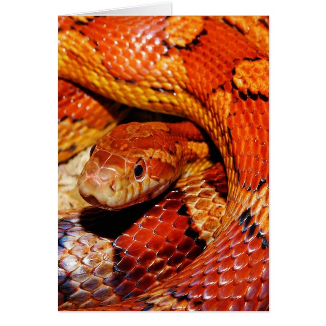 Teppichschlange (Vorne)