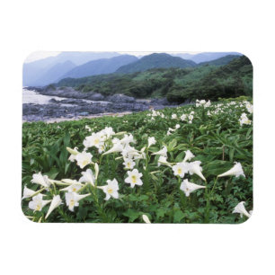 Teppo Yuri (Lilie), Yakushima, Kagoshima, Japan Magnet