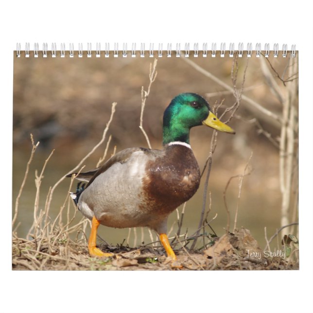 Terminkalender für die Jagd auf Mallard-Enten Kalender (Titelbild)