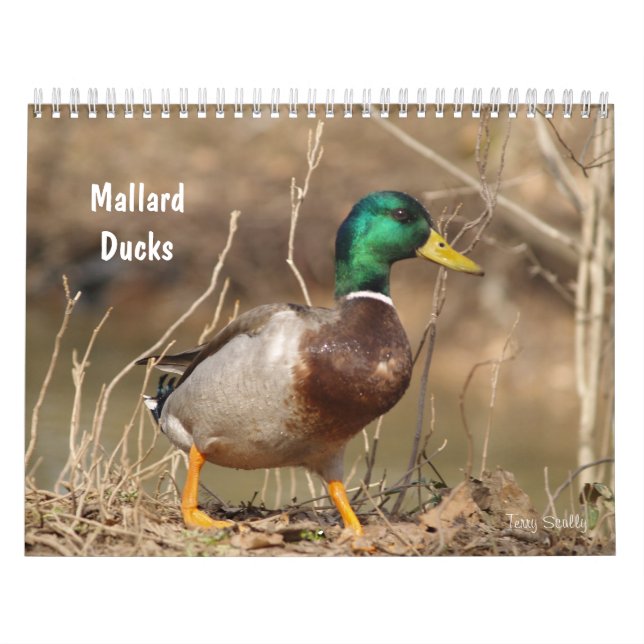Terminkalender für die Jagd auf Mallard-Enten Kalender (Titelbild)