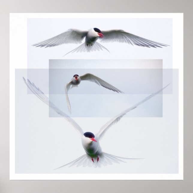 Tern Collection Poster (Vorne)