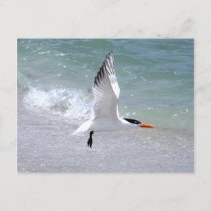 Tern im Flug Postkarte