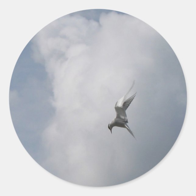 Tern in den Sky-Aufklebern Runder Aufkleber (Vorderseite)