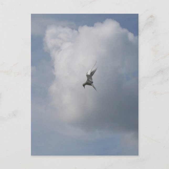 Tern in der Sky-Postkarte Postkarte (Vorderseite)