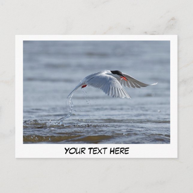 Tern-Natur-Foto-Postkarte Postkarte (Vorderseite)
