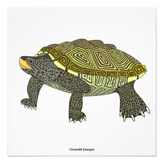 Terrapin (weiß) - Fotodruck (Vorne)