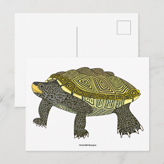Terrapin (weiß) - Postkarte (Vorne/Hinten)