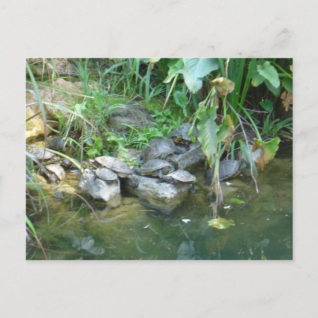 Terrapins, Giardini, Venedig Postkarte (Vorderseite)