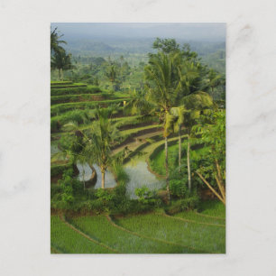Terrasse Ricefield in Bali Postkarte