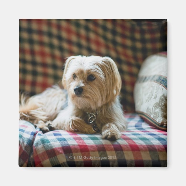 Terrier auf karierter Decke Magnet (Vorne)