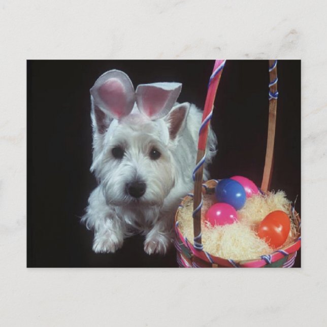 Terrier Bunny - Postcard Postkarte (Vorderseite)