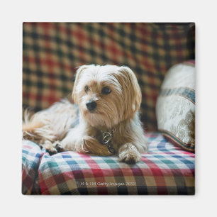 Terrier, das auf karierter Decke liegt Magnet