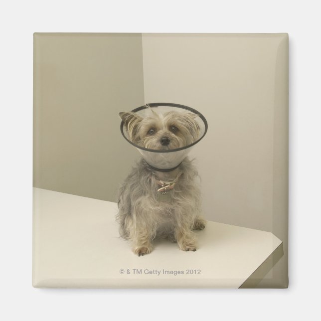 Terrier Hund mit Schutzkragen Magnet (Vorne)