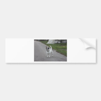 Terrier Hund sieht Niedlich aus! Autoaufkleber