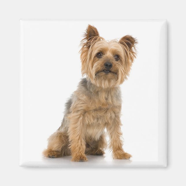 Terrier Magnet (Vorne)