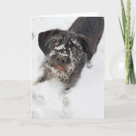 Terrier mit einem schneebedeckten Nase Weihnachten