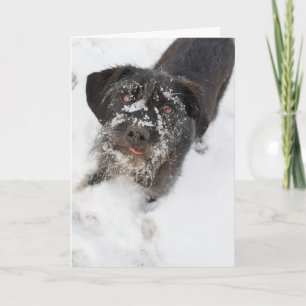 Terrier mit einem schneebedeckten Nase Weihnachten