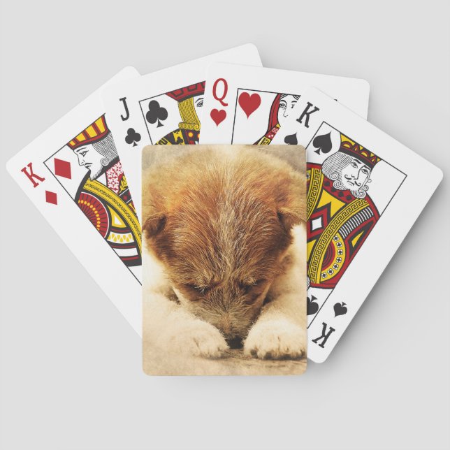 Terrier Spielkarten (Rückseite)