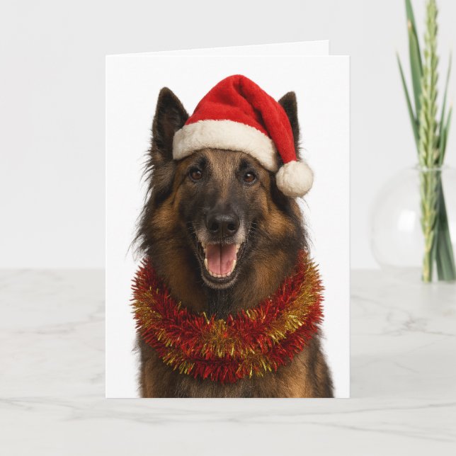 Tervuren mit Santa-Mütze Weihnachtskarte Karte (Vorderseite)