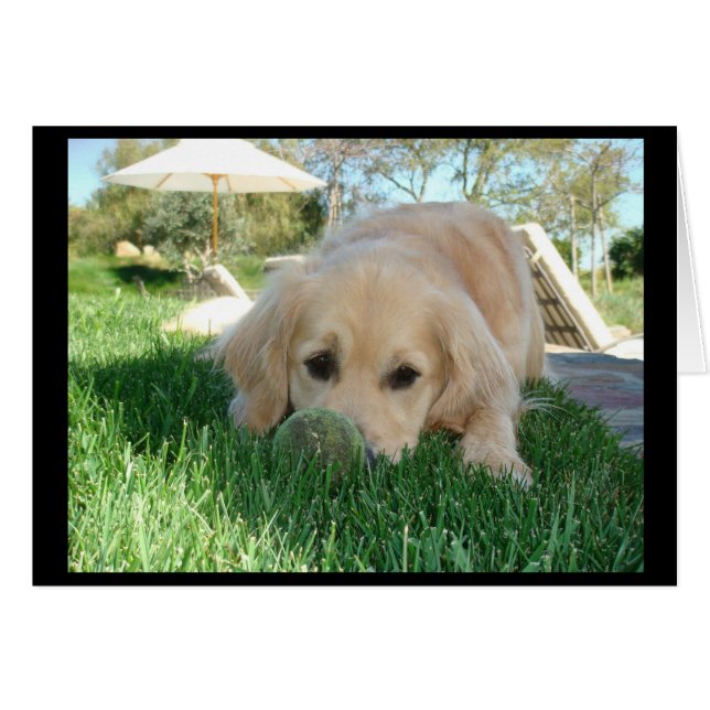 Tess' Dog Days (Vorderseite (Horizontal))