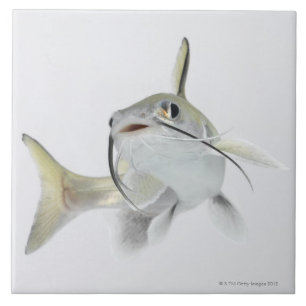 Tete Seewels (Hexanematichthys seemanni) 2 Fliese