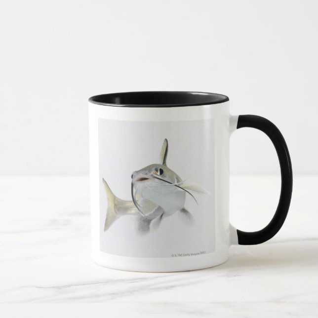 Tete Seewels (Hexanematichthys seemanni) 2 Tasse (Rechts)
