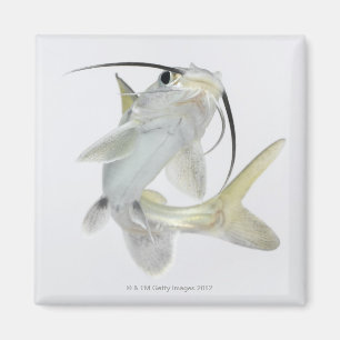 Tete Seewels (Hexanematichthys seemanni) Magnet
