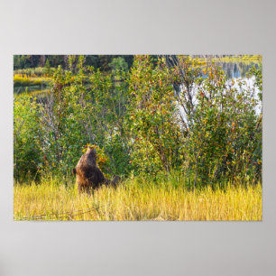 Teton Bear aß Berries, Wyoming Poster