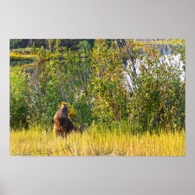 Teton Bear aß Berries, Wyoming Poster (Vorne)