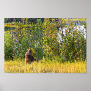 Teton Bear aß Berries, Wyoming Poster
