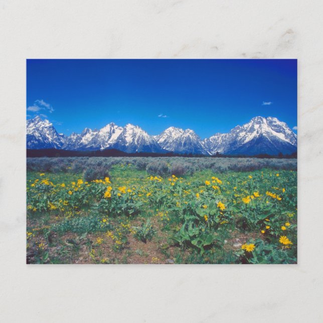 Teton Berge und Wildblumen Postkarte (Vorderseite)