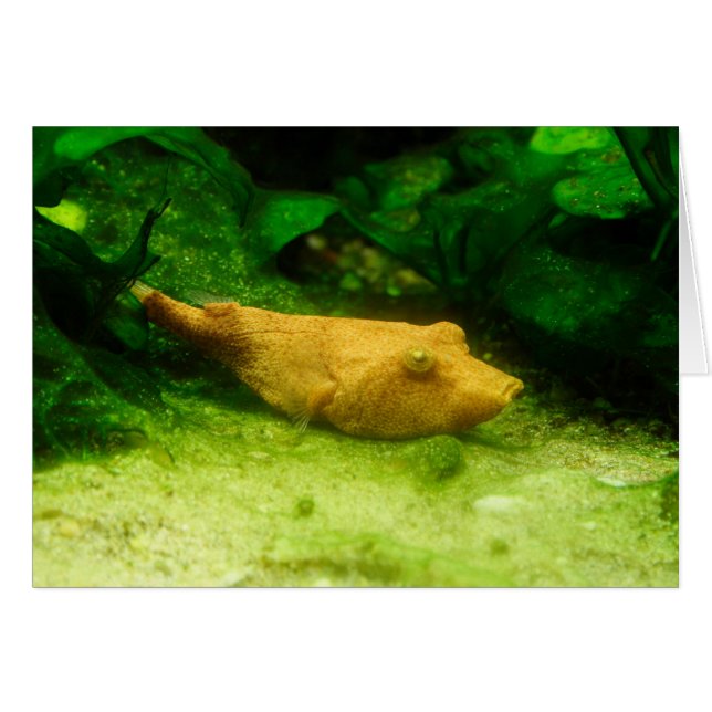 Tetraodon miurus (Vorderseite (Horizontal))