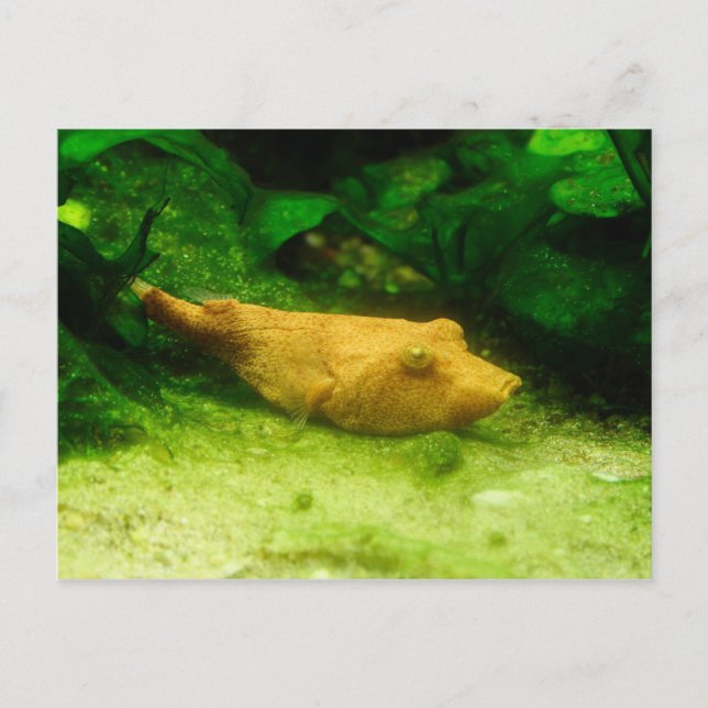 Tetraodon miurus postkarte (Vorderseite)