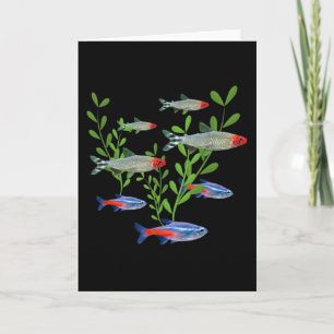 Tetras Aquarium Neon Tetras Rummy Nose Tetras Fisc Karte