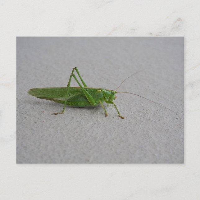 Tettigonia viridissima postkarte (Vorderseite)