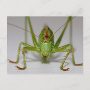 Tettigonia viridissima postkarte