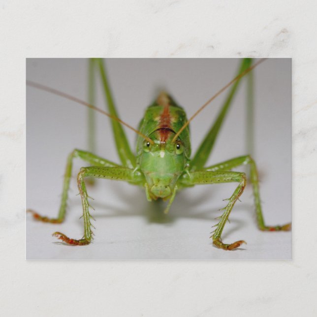 Tettigonia viridissima postkarte (Vorderseite)