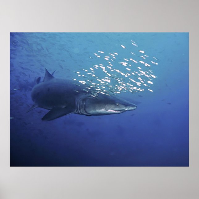 Teufel mit Halo Poster (Vorne)